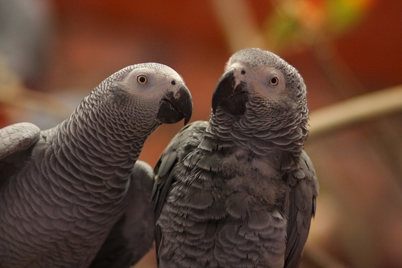 Átadták a Viktória házat