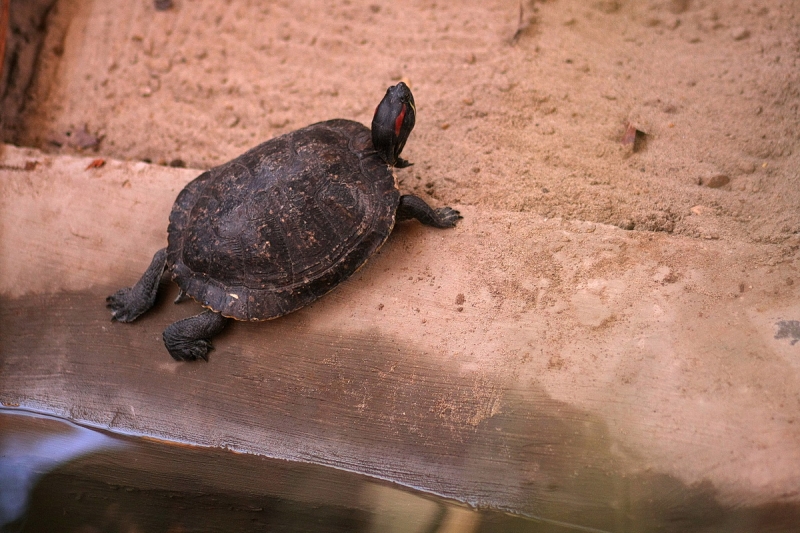 Átadták a Viktória házat