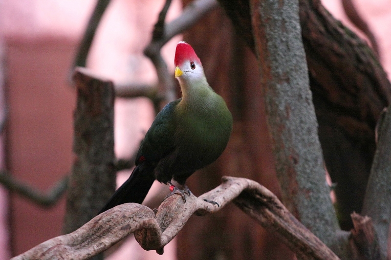 Átadták a Viktória házat