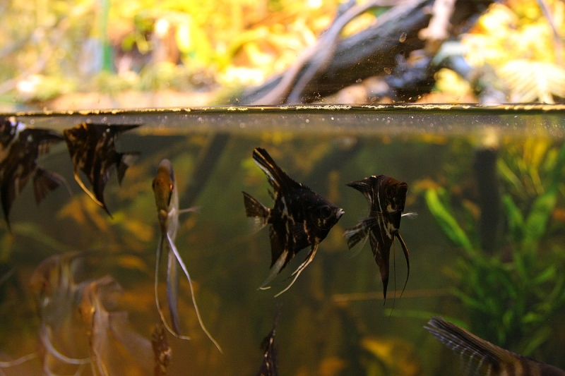 Átadták a Viktória házat