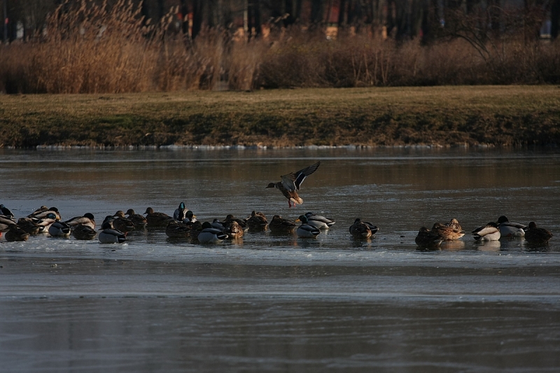 Kemény faggyal köszönt be a tél