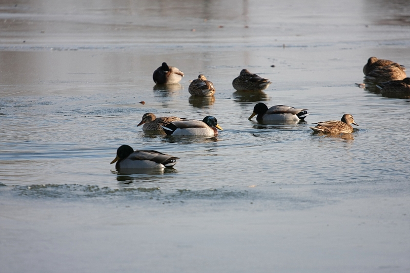 Kemény faggyal köszönt be a tél