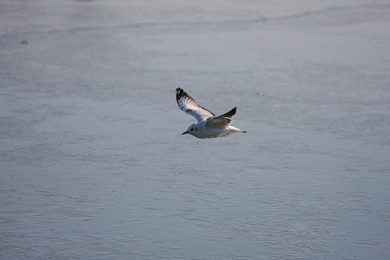 Kemény faggyal köszönt be a tél