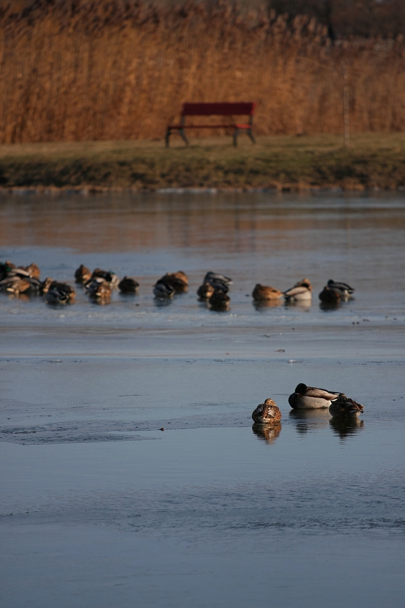 Kemény faggyal köszönt be a tél