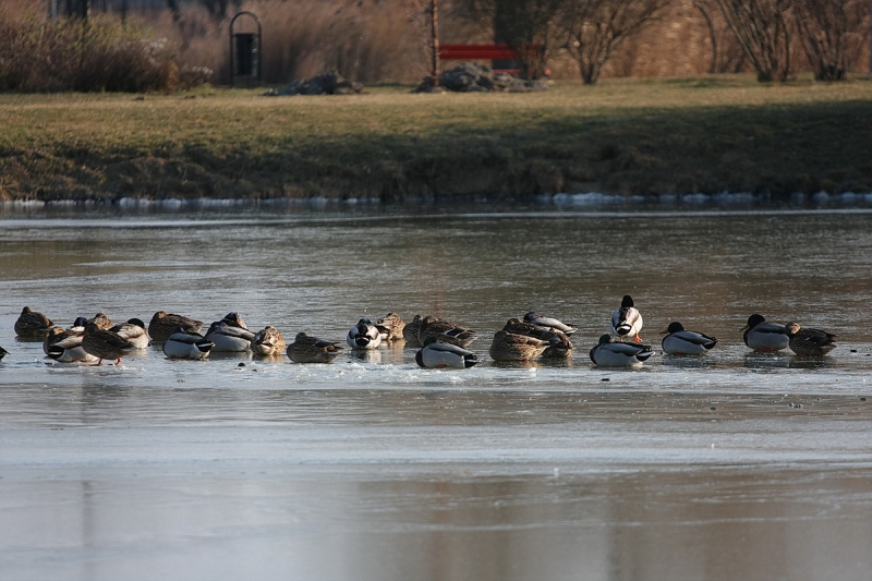 Kemény faggyal köszönt be a tél