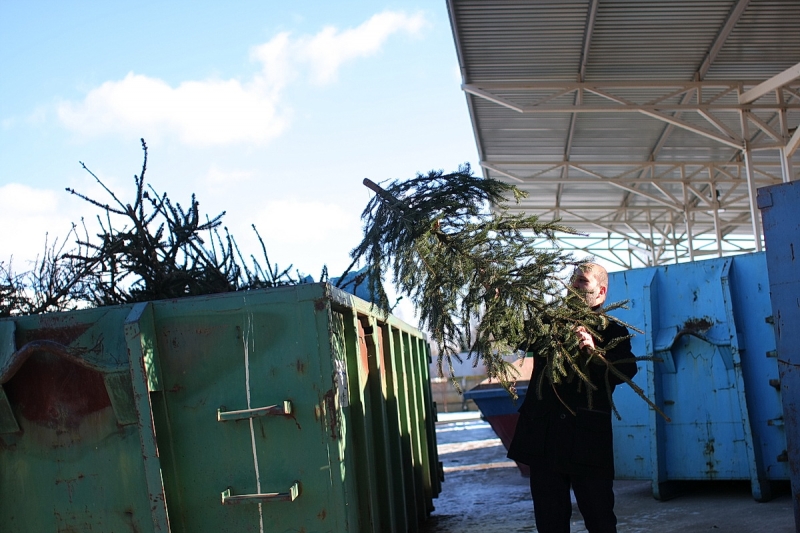 Karácsonyfagyűjtő akció