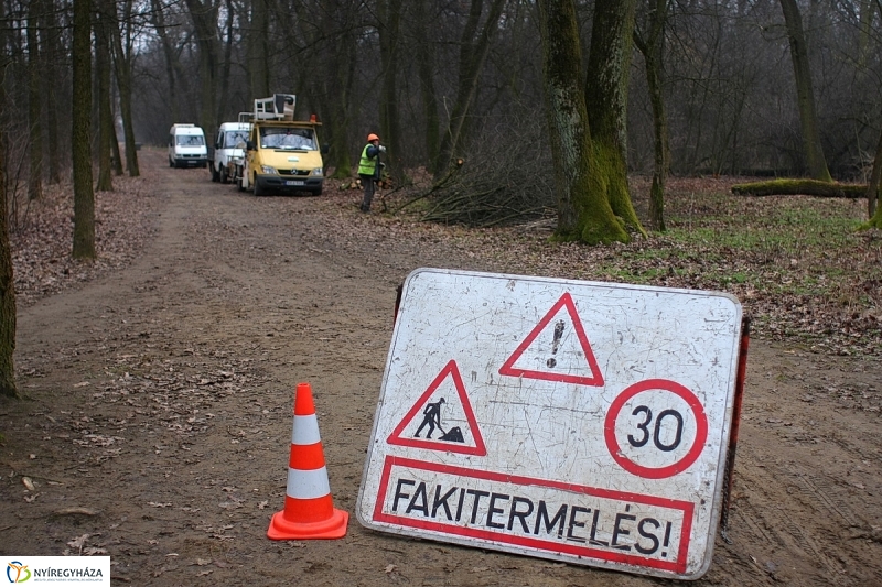 Munkák a Sóstói erdőben