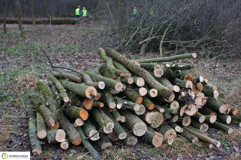 Munkák a Sóstói erdőben