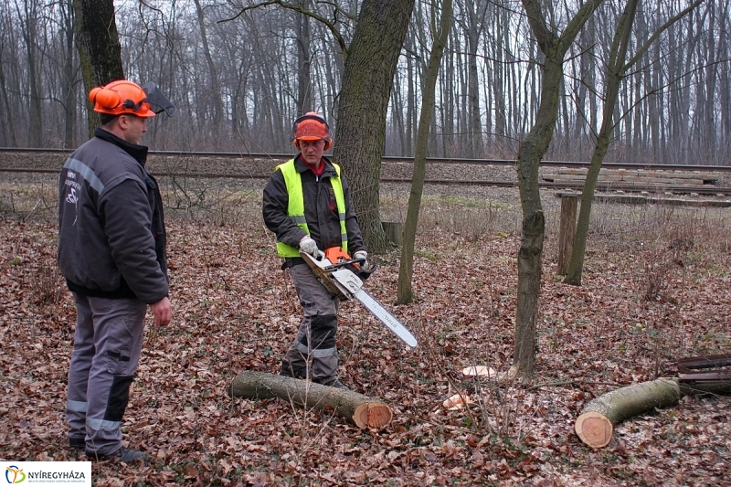 Munkák a Sóstói erdőben