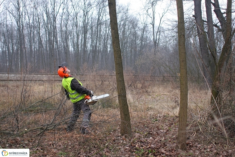Munkák a Sóstói erdőben