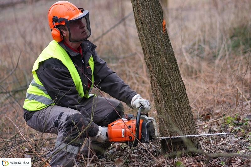Munkák a Sóstói erdőben