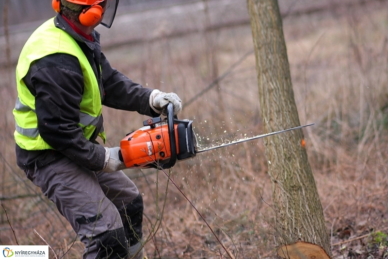 Munkák a Sóstói erdőben