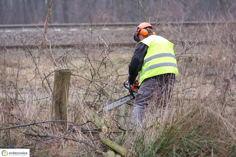 Munkák a Sóstói erdőben