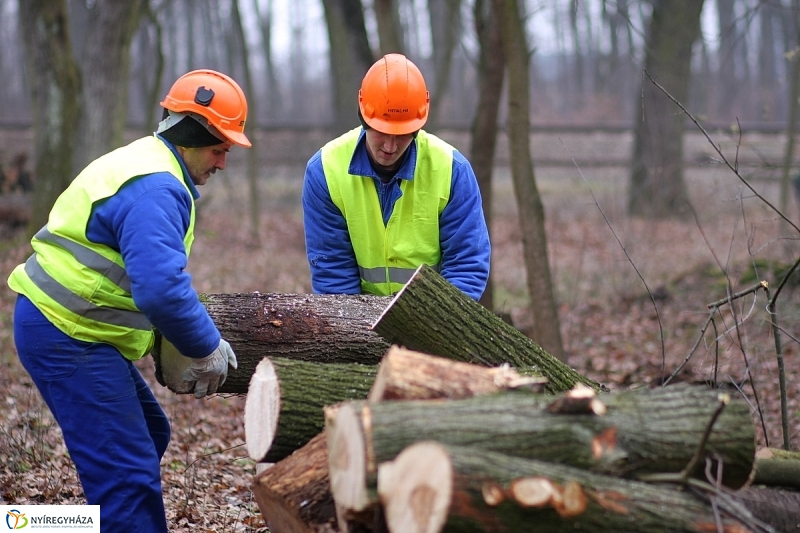 Munkák a Sóstói erdőben