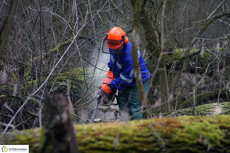Munkák a Sóstói erdőben