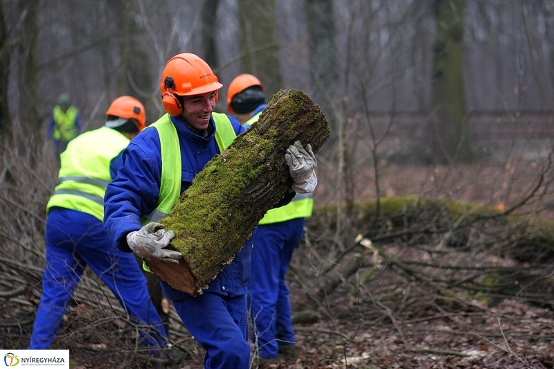 Munkák a Sóstói erdőben