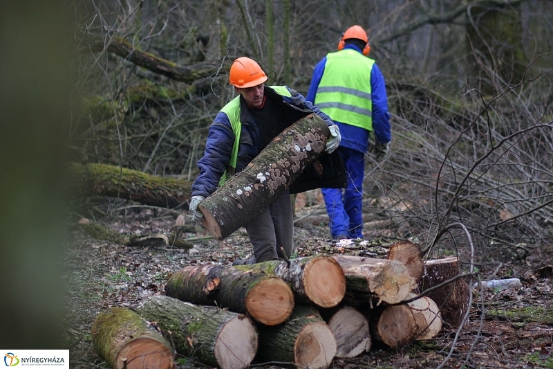 Munkák a Sóstói erdőben