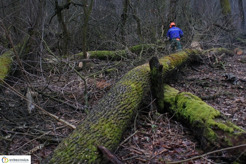 Munkák a Sóstói erdőben