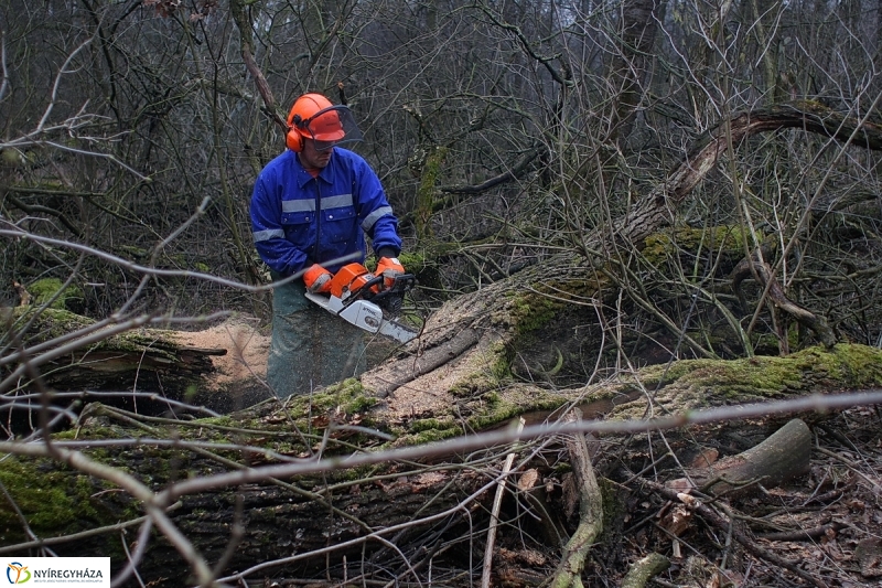 Munkák a Sóstói erdőben