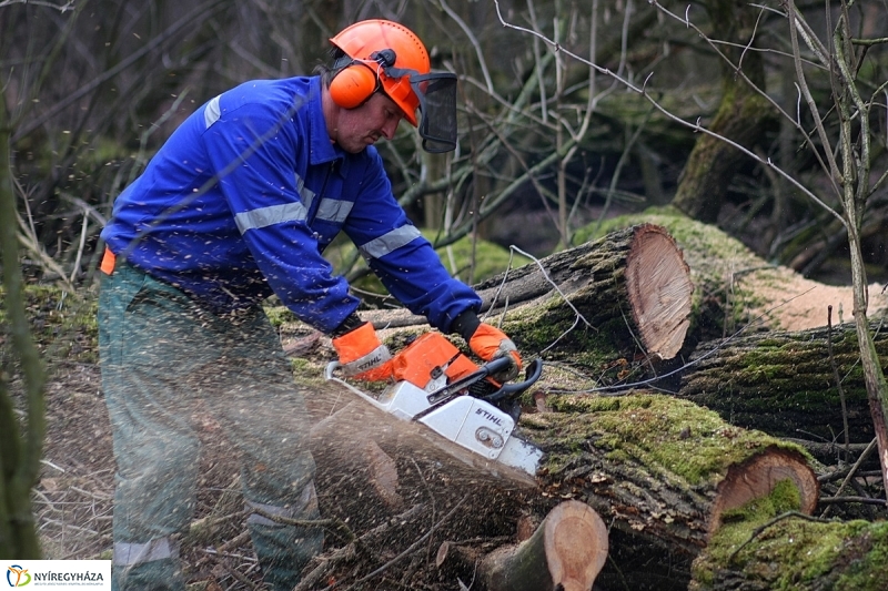 Munkák a Sóstói erdőben