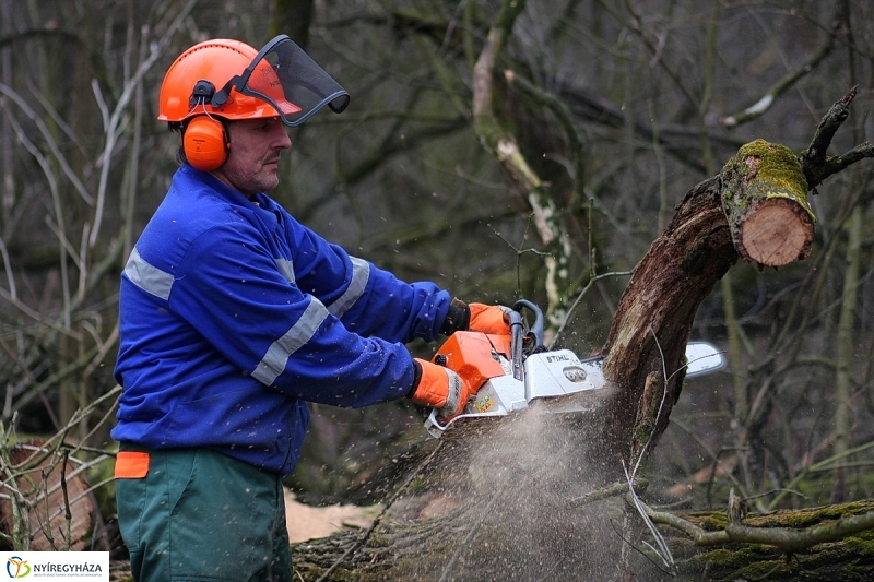 Munkák a Sóstói erdőben