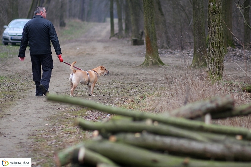 Munkák a Sóstói erdőben