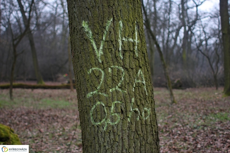 Munkák a Sóstói erdőben