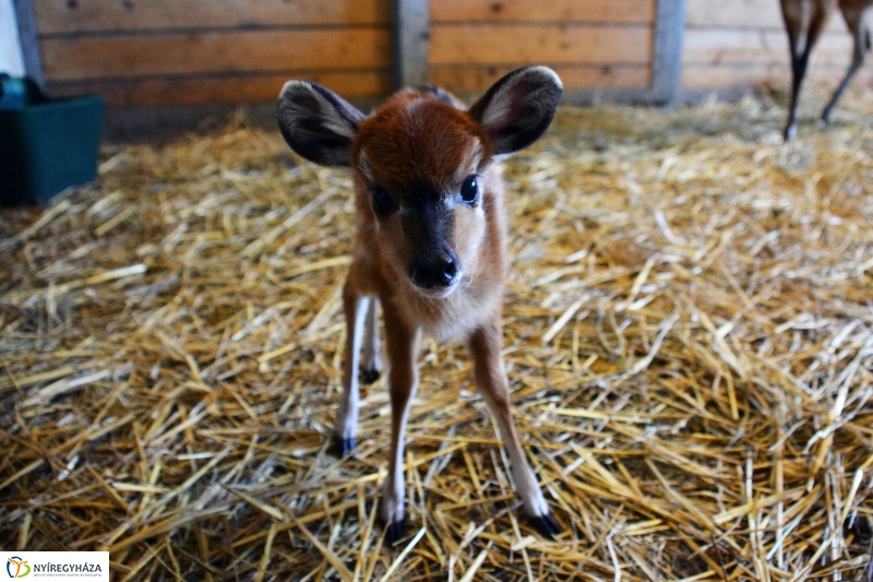 Antilop Borjú a Nyíregyházi Állatparkban