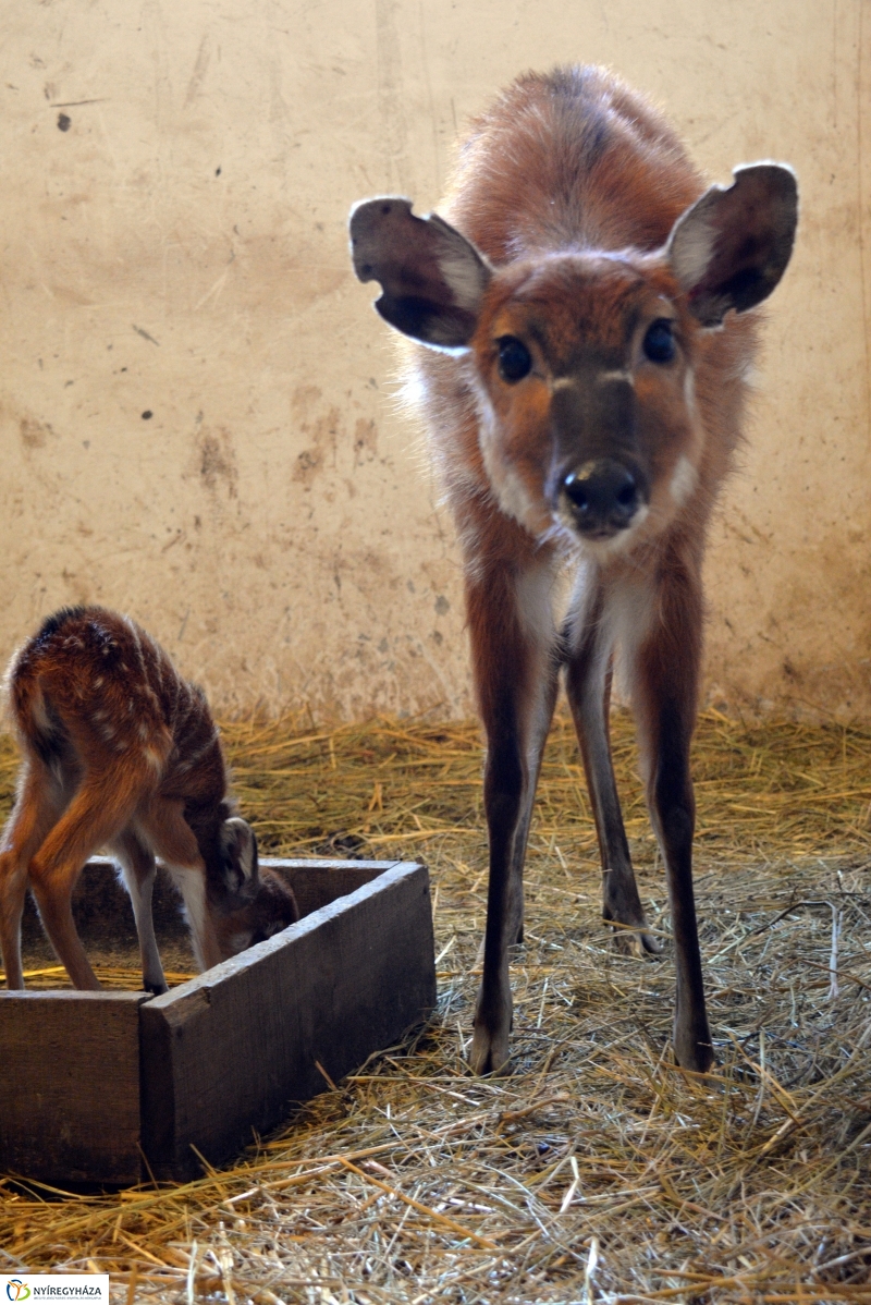 Antilop Borjú a Nyíregyházi Állatparkban