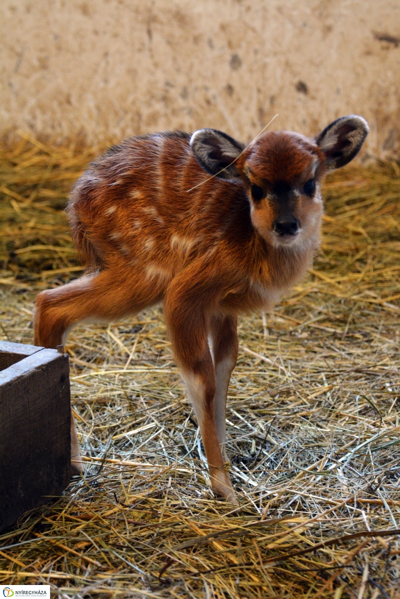 Antilop Borjú a Nyíregyházi Állatparkban