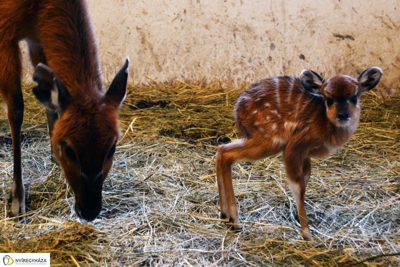 Antilop Borjú a Nyíregyházi Állatparkban