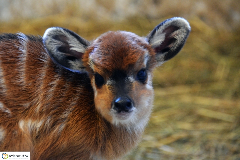 Antilop Borjú a Nyíregyházi Állatparkban