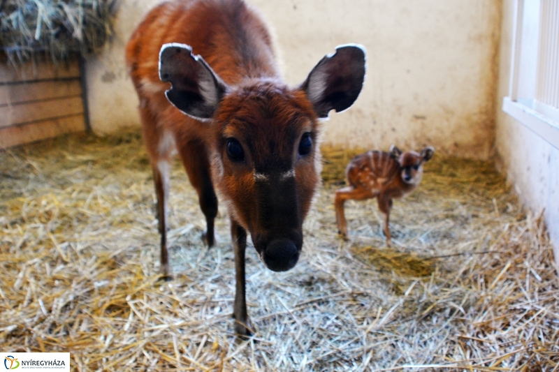 Antilop Borjú a Nyíregyházi Állatparkban