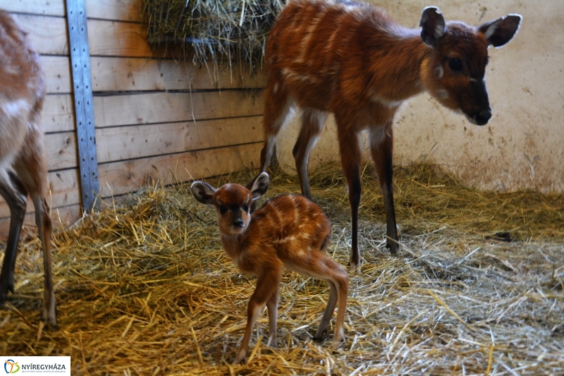 Antilop Borjú a Nyíregyházi Állatparkban