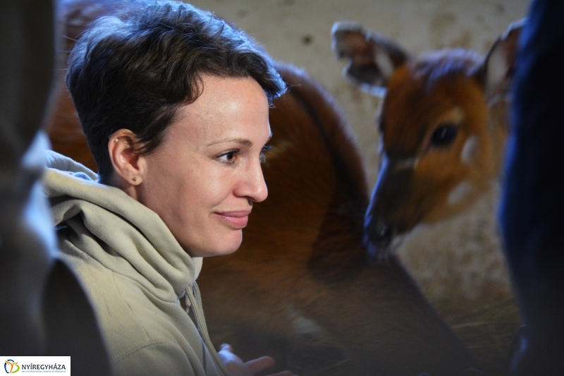 Antilop Borjú a Nyíregyházi Állatparkban