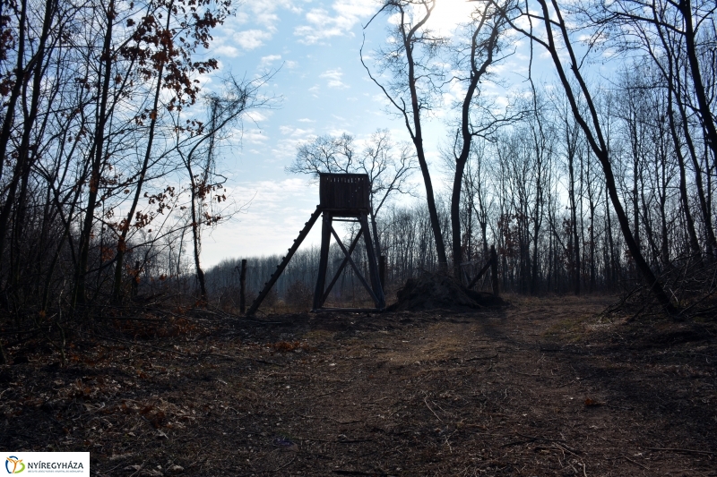 Vadászles a sóstói erdőben