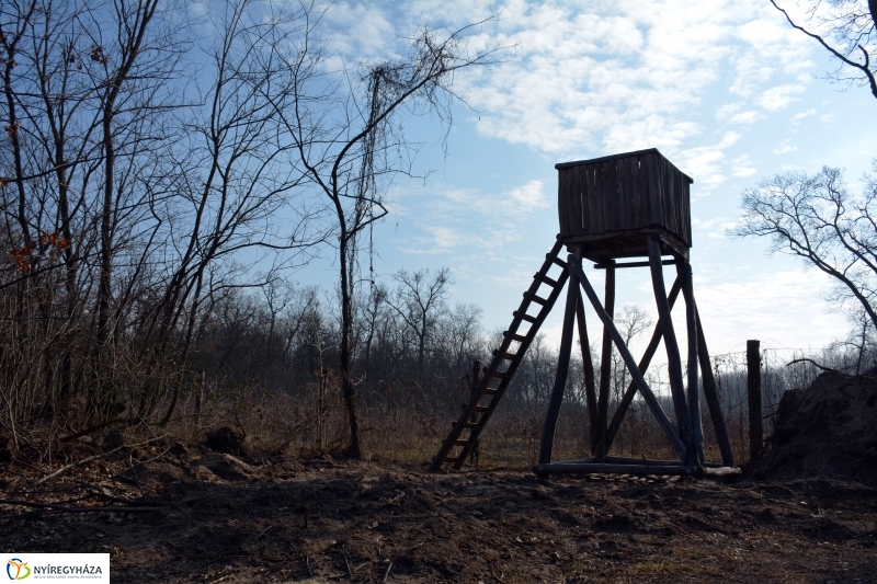 Vadászles a sóstói erdőben