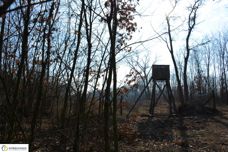 Vadászles a sóstói erdőben