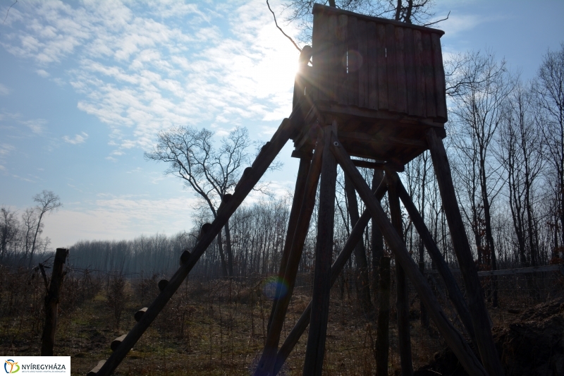 Vadászles a sóstói erdőben