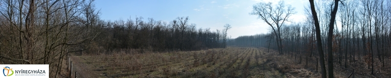 Vadászles a sóstói erdőben