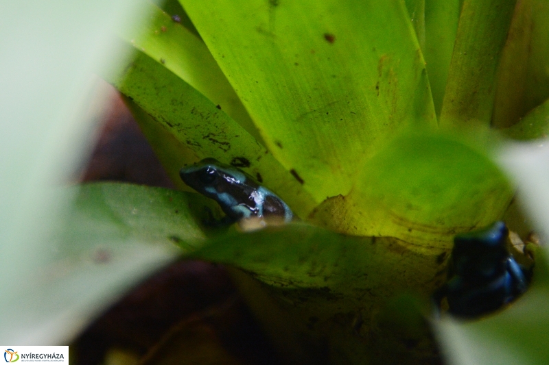 Nyílméreg békák a Nyíregyházi Állatparkban