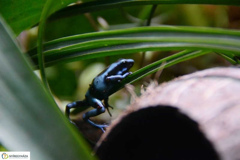 Nyílméreg békák a Nyíregyházi Állatparkban