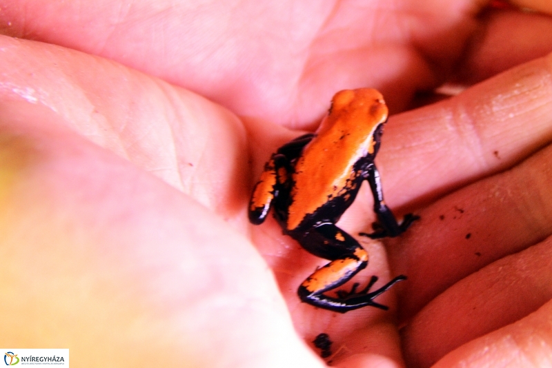 Nyílméreg békák a Nyíregyházi Állatparkban