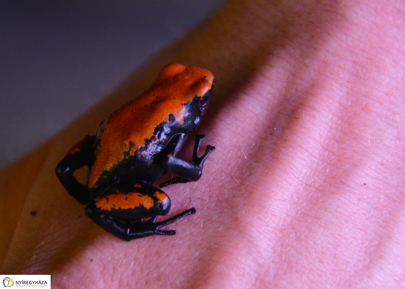 Nyílméreg békák a Nyíregyházi Állatparkban