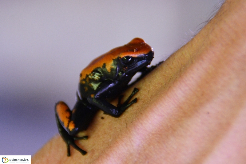 Nyílméreg békák a Nyíregyházi Állatparkban
