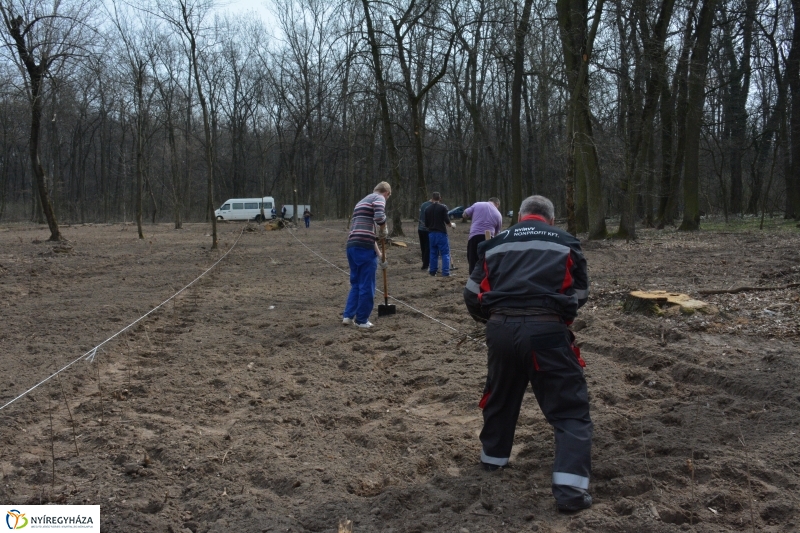 4000 facsemetét ültetnek Nyíregyházán