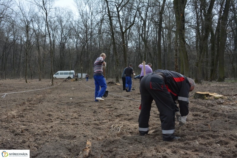 4000 facsemetét ültetnek Nyíregyházán
