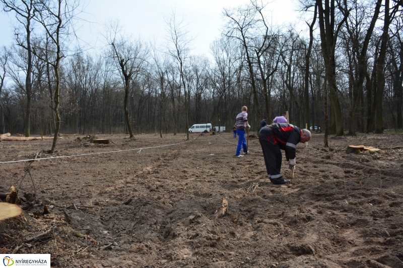 4000 facsemetét ültetnek Nyíregyházán