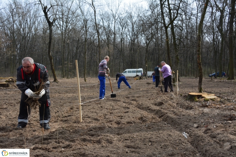 4000 facsemetét ültetnek Nyíregyházán