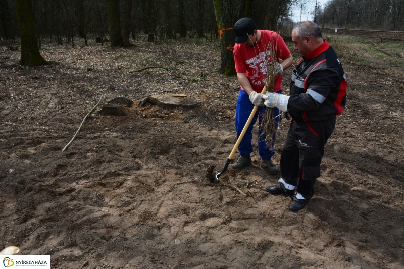 4000 facsemetét ültetnek Nyíregyházán